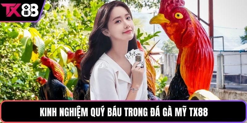 Kinh nghiệm quý báu trong đá gà Mỹ TX88